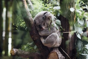 A cute koala sleeping in a tree